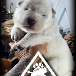 Jarvis - White male German Shepherd puppy in Sequim, Washington from German Shepherd Haus