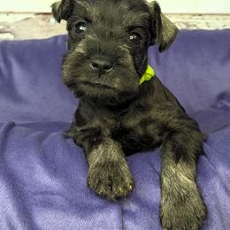 Gus - Salt and pepper male Miniature Schnauzer puppy in Coarsegold, California from Halo Schnauzer