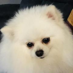 Pena - Pomeranian