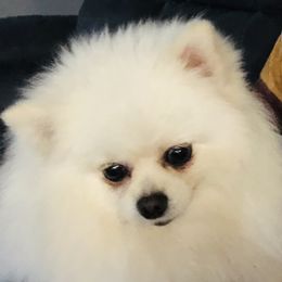 Pena - Pomeranian