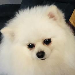 Pena - Pomeranian