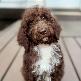 Evie - Chocolate female Goldendoodle puppy in Wake Forest, North Carolina from Wake Forest Darling Doodles