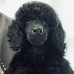 Poodles from Acclaim Miniature Poodles