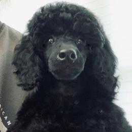 Poodles from Acclaim Miniature Poodles
