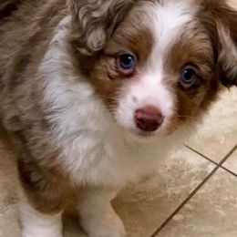 Australian Shepherds, Miniature American Shepherds, and Miniature Australian Shepherds from AlwaysAussies