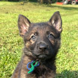 Blue green boy - Sable male German Shepherd puppy in Clarkrange, Tennessee from Vom Wolff
