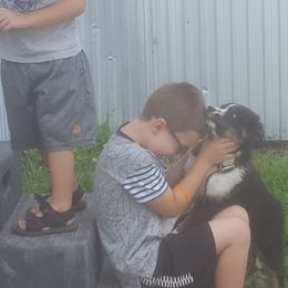 Australian Shepherds from Rush Creek Aussies