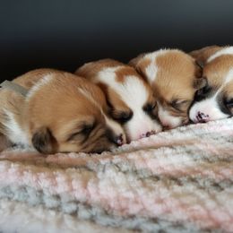 Pembroke Welsh Corgi Puppies from Raccoon Creek Corgis