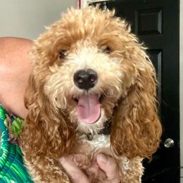 Sage - Goldendoodle