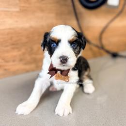 Jake - Blue merle male Bernedoodle puppy in West Haven, Utah from Split Mountain Doodles
