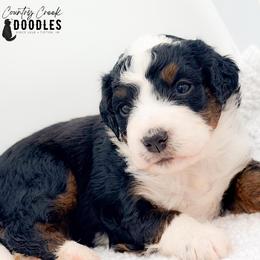 Elana - Tri-color female Bernedoodle puppy in Tipton, Indiana from Country Creek Doodles