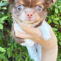Caleb - Chocolate and white male Chihuahua puppy in El Sobrante, California from Dolce Coco Chihuahuas