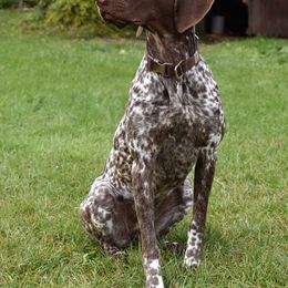 German Shorthaired Pointers from Ninemire Farm