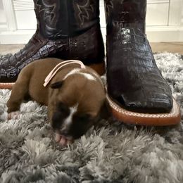 Female 1 (pink) - Red and white female Staffordshire Bull Terrier puppy in Lakeland, Florida from English Creek Staffords
