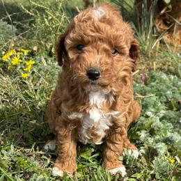 Rosy - Apricot female Poodle puppy in Lance Creek, Wyoming from CK Poodles LLC