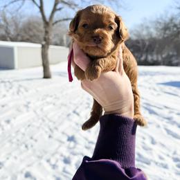 Zara F1b Toy - Red female Cavapoo puppy in Wamego, Kansas from Doodles of Oz