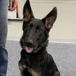 German Shepherds from BGM German Shepherds