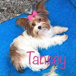 Tansey - Yorkshire Terrier