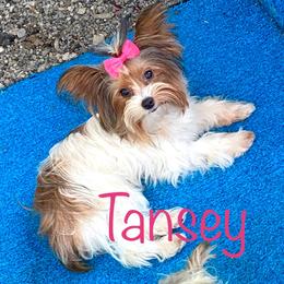 Tansey - Yorkshire Terrier