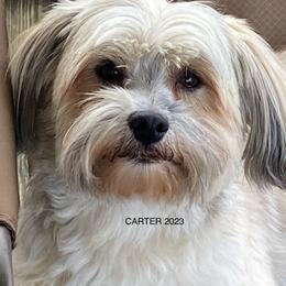 Havanese puppies from Havanese of Claverack and Hudson Valley Labradors