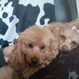 Poodle puppies from Teddy Bear Toy Poodles