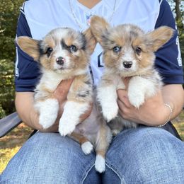 American Corgi and Pembroke Welsh Corgi Puppies from Grassy Lake Corgis
