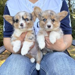 American Corgi and Pembroke Welsh Corgi Puppies from Grassy Lake Corgis
