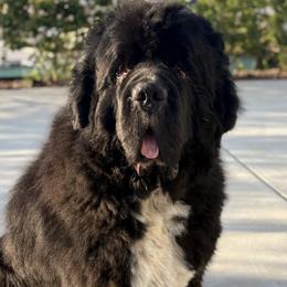 Jack - Newfoundland