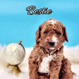 Goldendoodle Puppies from Sister Doodles