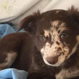 Australian Shepherd Puppies from BellaHara