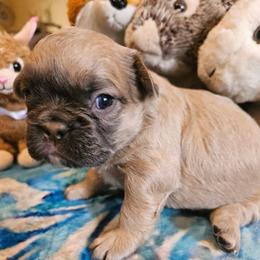 Alice (FLUFFY) - Fawn and white female French Bulldog puppy in Bend, Oregon from High Lakes Frenchies
