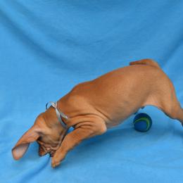 Vizsla Puppies from Summit Vizsla (we can deliver to you)