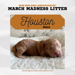 Houston - Apricot Australian Labradoodle puppy in Mendon, Massachusetts from New England Labradoodles