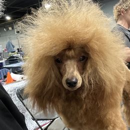 Remmy - Poodle