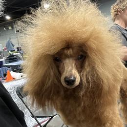 Remmy - Poodle
