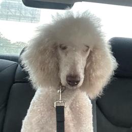 Juniper - Poodle