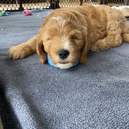 Goldendoodle Puppies from BB Doodles