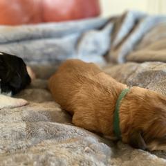 Boy 2 - Brown Pyredoodle puppy in Pleasant Plains, Arkansas from Sweet Dixie Doodles