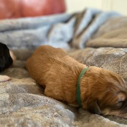 Boy 2 - Brown Pyredoodle puppy in Pleasant Plains, Arkansas from Sweet Dixie Doodles