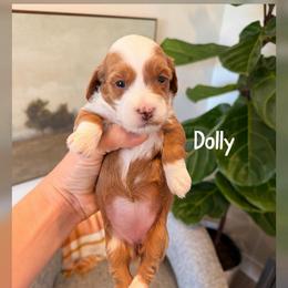 Dolly - Red  female Goldendoodle puppy in Glendale, Arizona from Follow Your Bliss Doodles