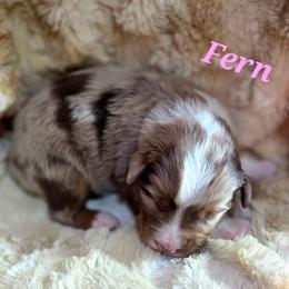 Fern - Red merle female Toy Australian Shepherd puppy in Viking, Minnesota from Son Shine Farm