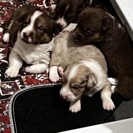 American Corgi, Cardigan Welsh Corgi, and Pembroke Welsh Corgi Puppies from Coopers Korner
