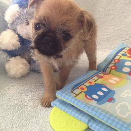 Bernese Mountain Dog and Brussels Griffon Puppies from Brooks Berner Bears