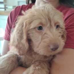 Ruby - Caramel female Labradoodle puppy in Apache Junction, Arizona from Loving Doodle