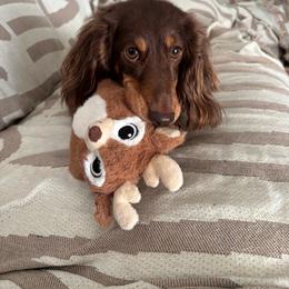 Freya Eden - Dachshund