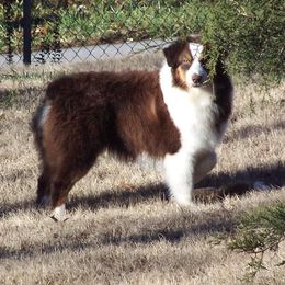 Ava - Australian Shepherd