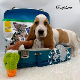 Daphne - Red and white female Basset Hound puppy in Dingess, West Virginia from Tuckers' Howling Hounds
