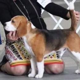 Jackson - Beagle