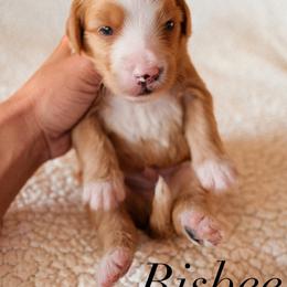 Bernedoodle Puppies from 5280 Bernedoodles