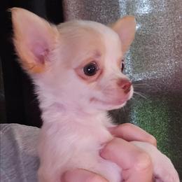El Toro - Cream and white male Chihuahua puppy in Springfield, Missouri from Casadelopez Tails
